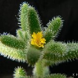 DELOSPERMA (Mesembryanthemaceae)